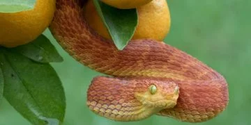 Serpent Rouge - La Signification Et Le Symbolisme Des Rêves 22