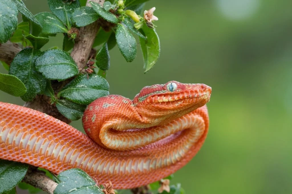 Serpent Rouge - La Signification Et Le Symbolisme Des Rêves 2